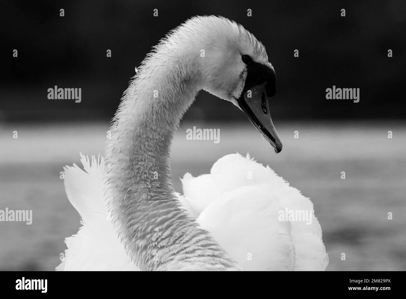 Close up of a swan in black and white Stock Photo Alamy
