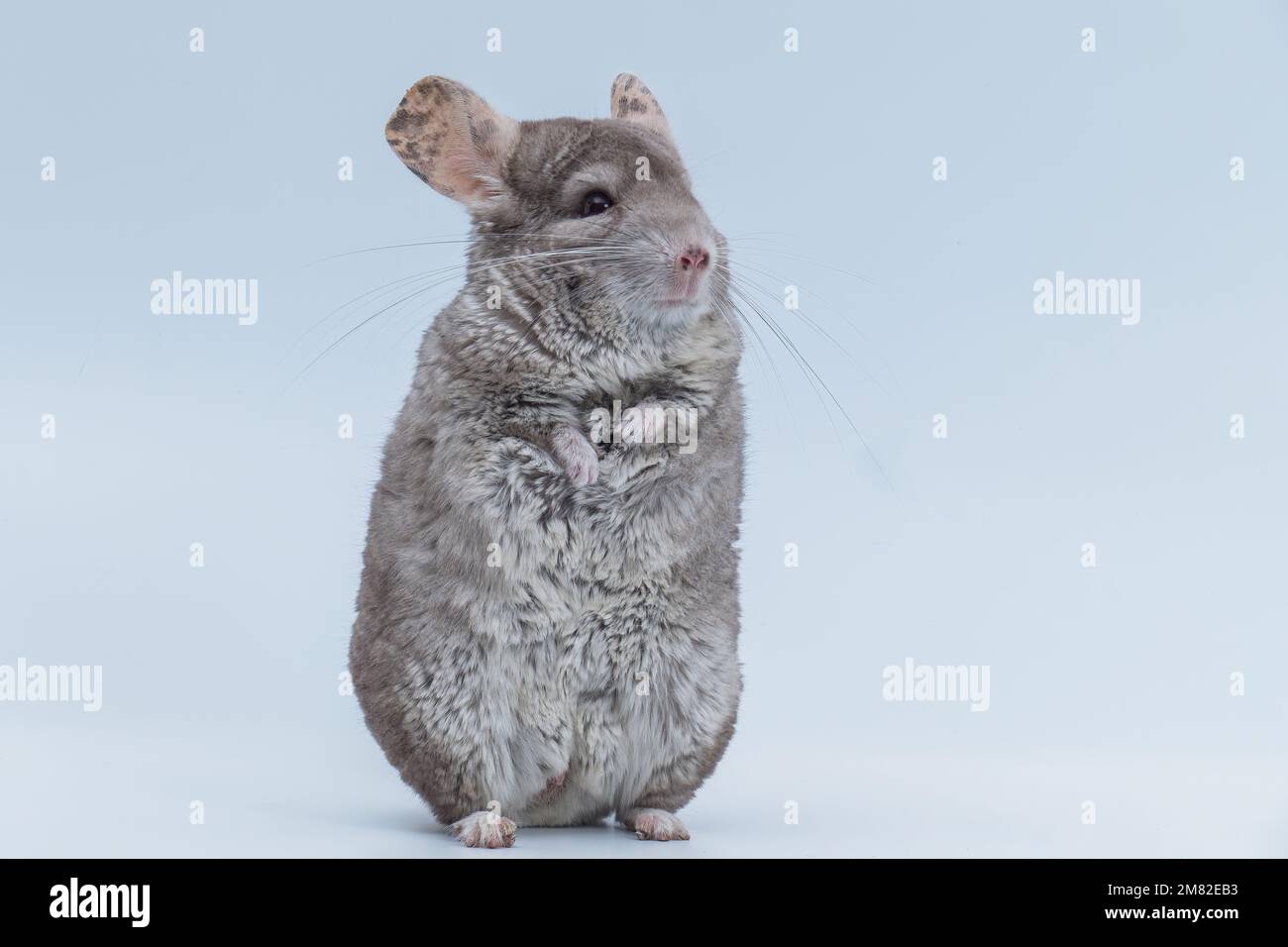 Chinchilla stands on its hind legs isolated on a white background. Home pet rodent animal. Stock Photo