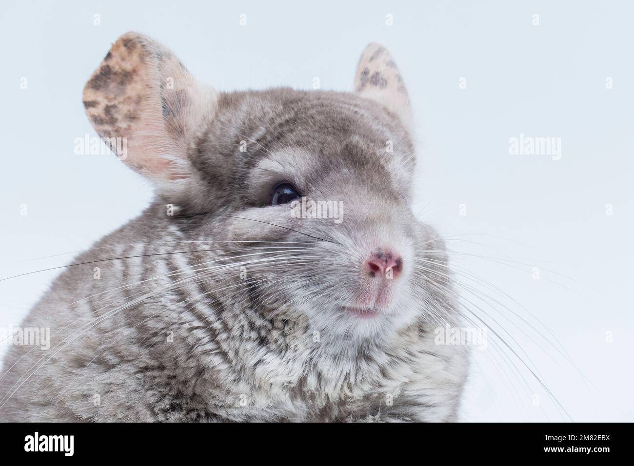Chinchilla closeup isolated on white background. Home pet rodent animal. Stock Photo