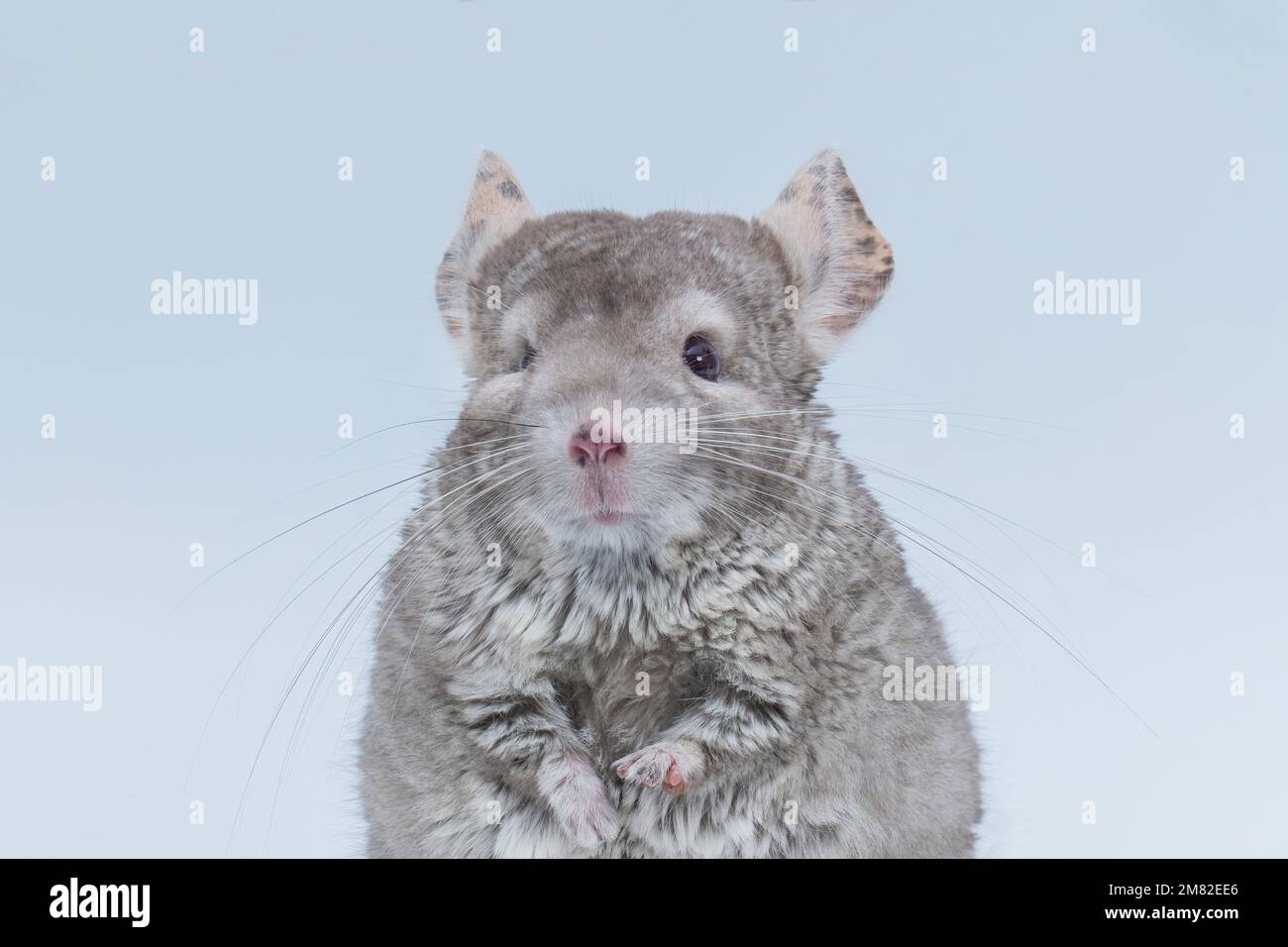 Chinchilla isolated on white background. Home pet rodent animal. Emotions of a chinchilla. Stock Photo