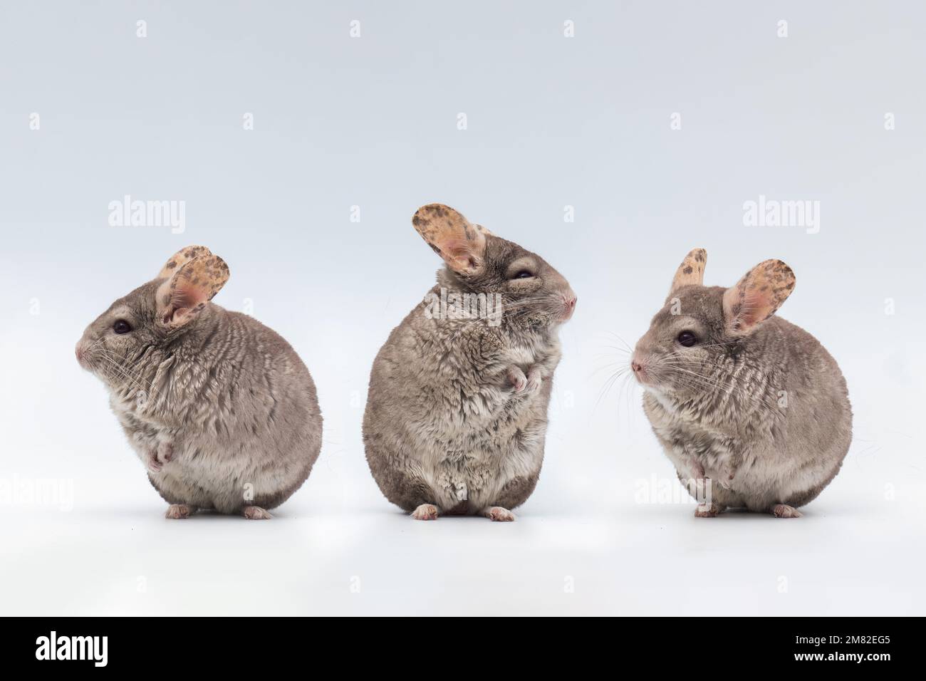 Three chinchillas isolated on white background. Pets rodents animals. Emotions 3 chinchillas. Stock Photo