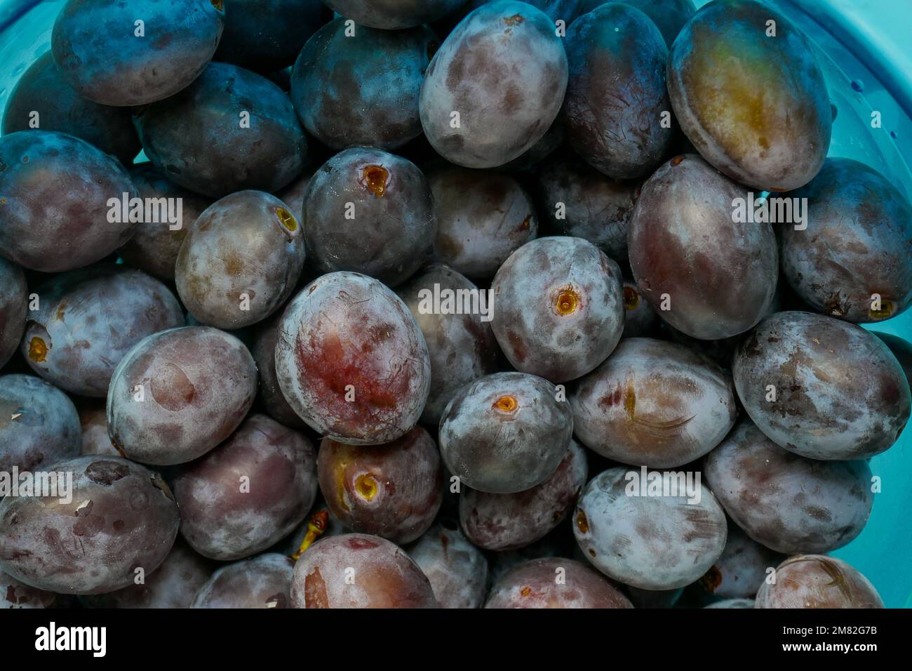 Plum background.Fresh plums in a blue cup.Farm organic bio fruits. plum abundance.Plums harvest.Diet healthy fruit Stock Photo