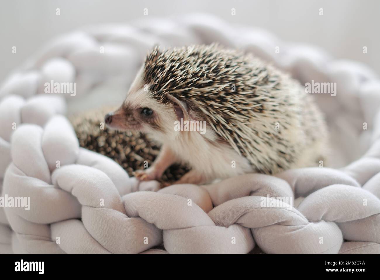 Hedgehog accessories hi res stock photography and images Alamy