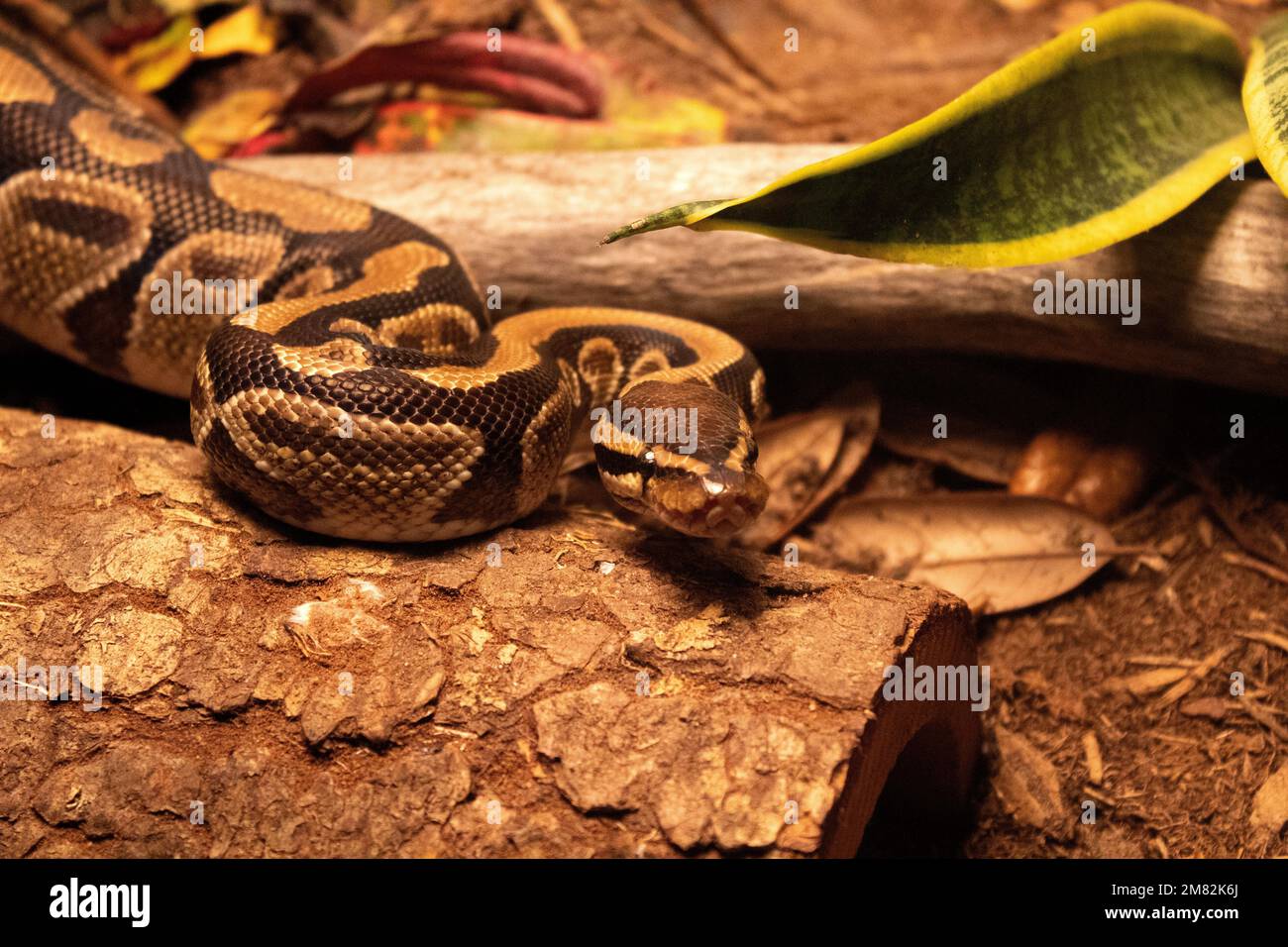 Ball python in natural habitat Stock Photo - Alamy