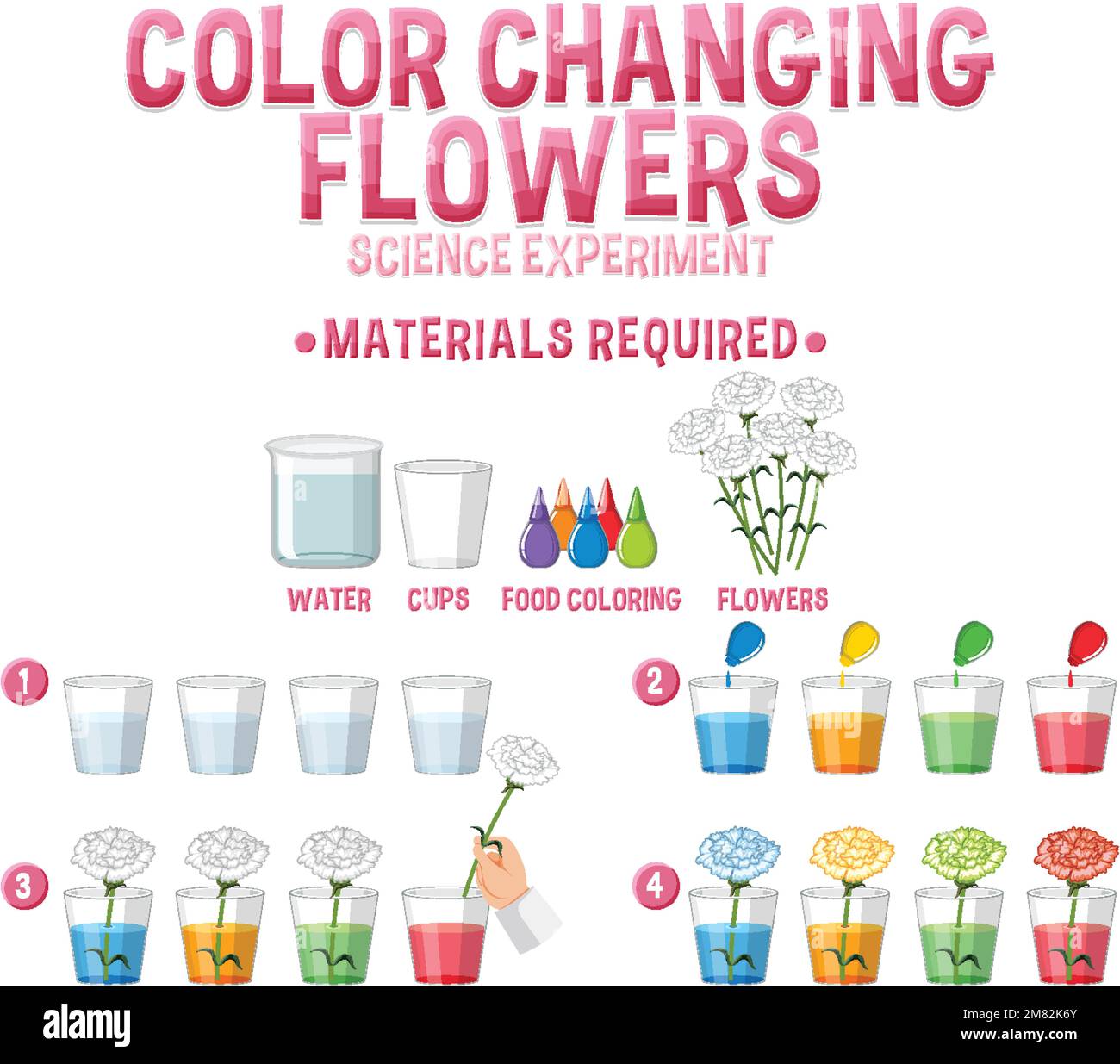 Color changing flowers science experiment illustration Stock Vector