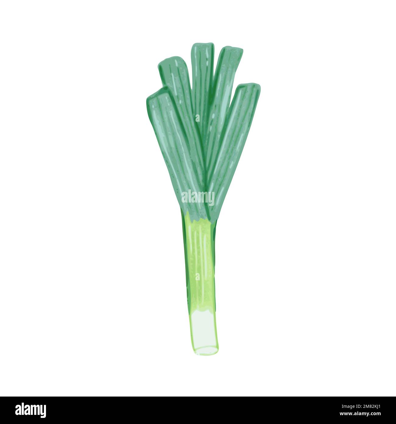 Illustration of leek onion in hand drawn cartoon watercolor style