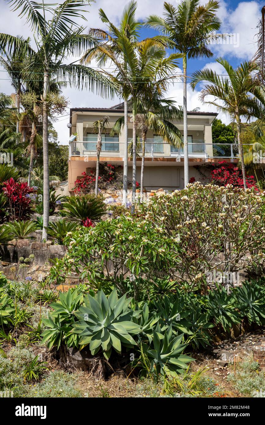 Large detached Sydney home house in Bayview, tropical lush green garden with palm trees, frangipani and agaves,NSW,Australia during summer 2023 Stock Photo