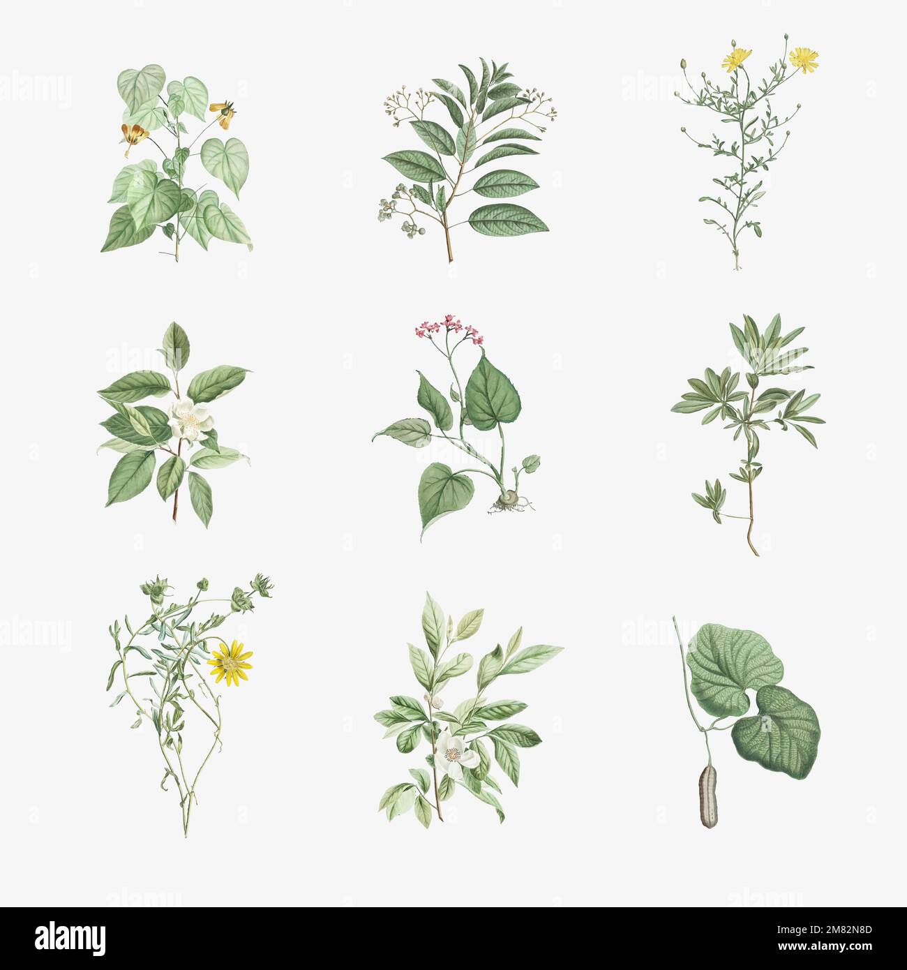 Set of antique botanical leaves vector Stock Vector