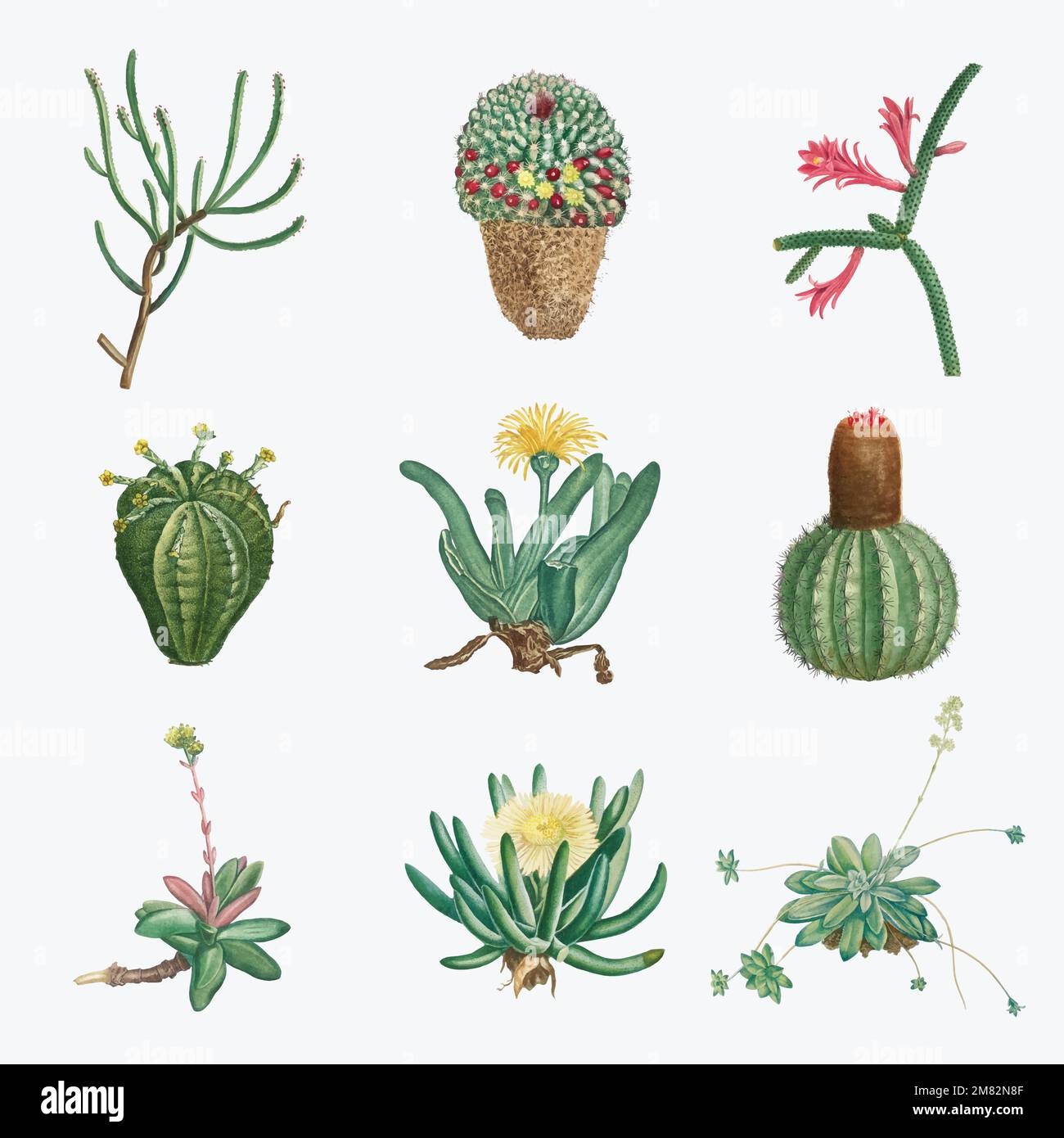Vector set of succulents and cacti Stock Vector