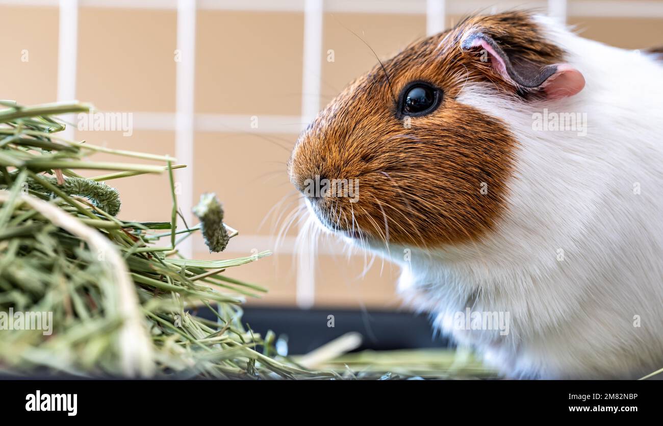 American cavy guinea pig eating hay in a cage Stock Photo Alamy