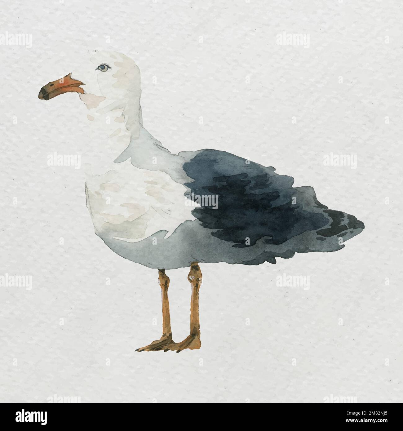 Watercolor painted seagull on white canvas vector Stock Vector Image ...
