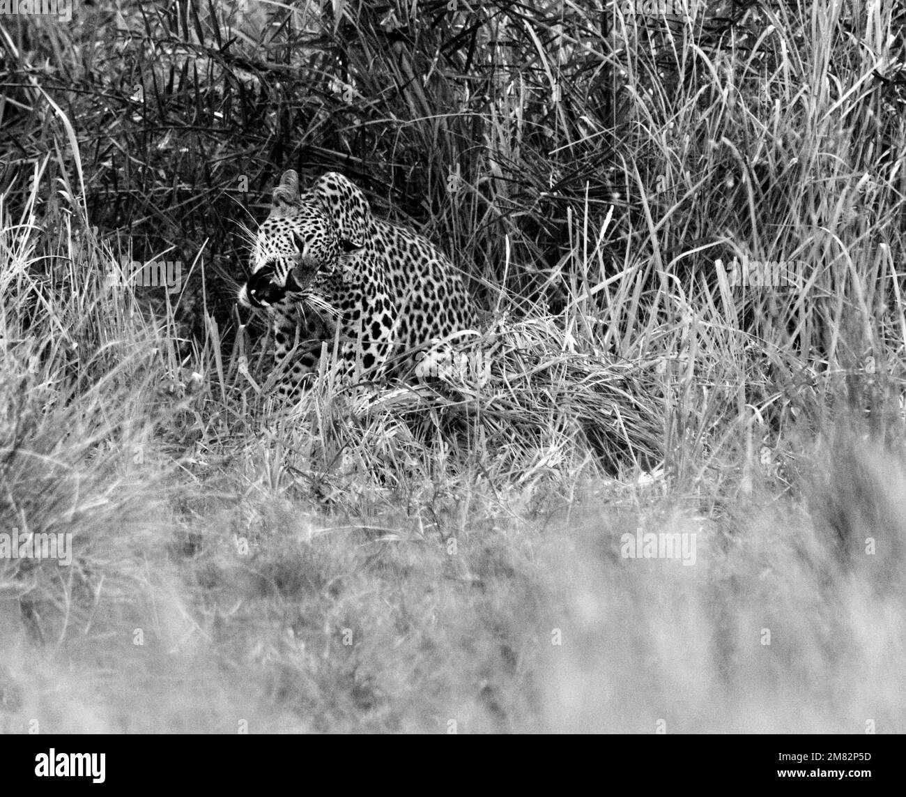 Sri Lankan leopards in the Wild. Visit Sri Lanka Stock Photo