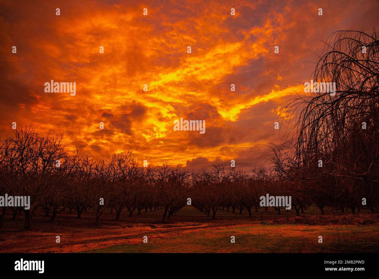 A fiery sunset in Modesto California looking like dragon's breath in January 2023 after the storms Stock Photo
