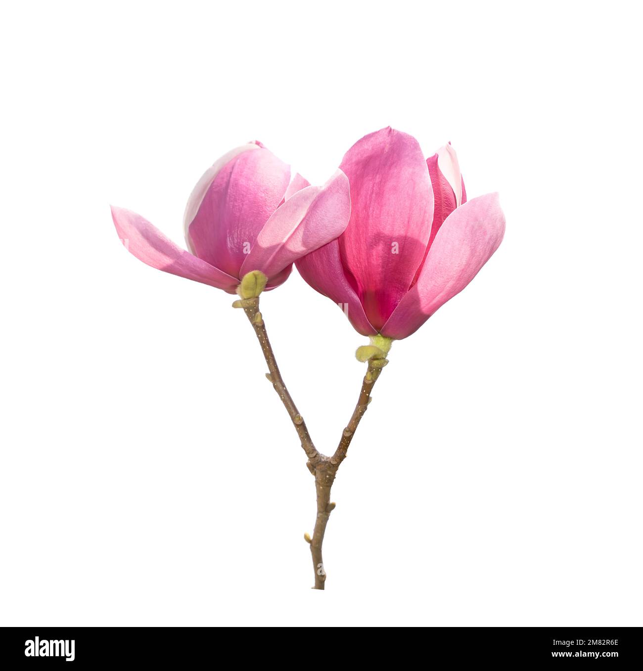 magnolia flowers isolated on white background Stock Photo - Alamy