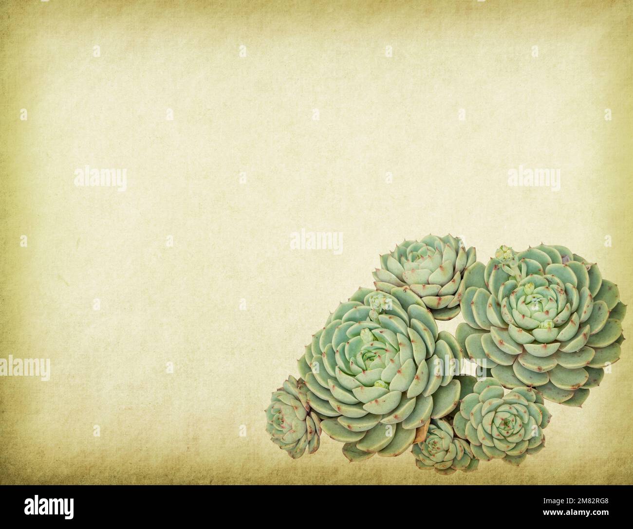 textured old paper background with succulents Stock Photo