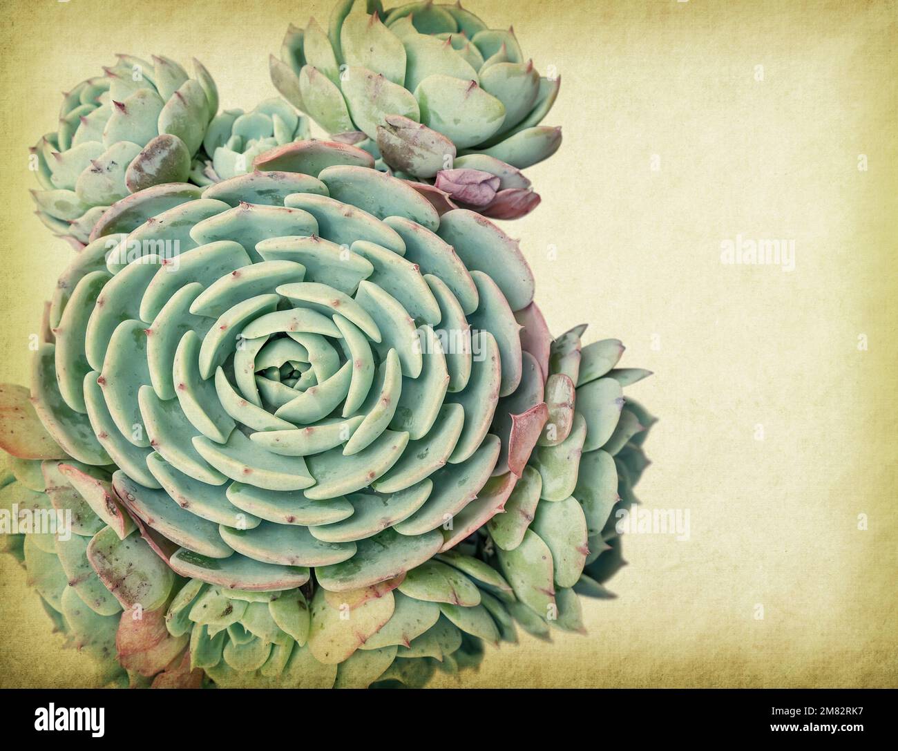 textured old paper background with succulents Stock Photo