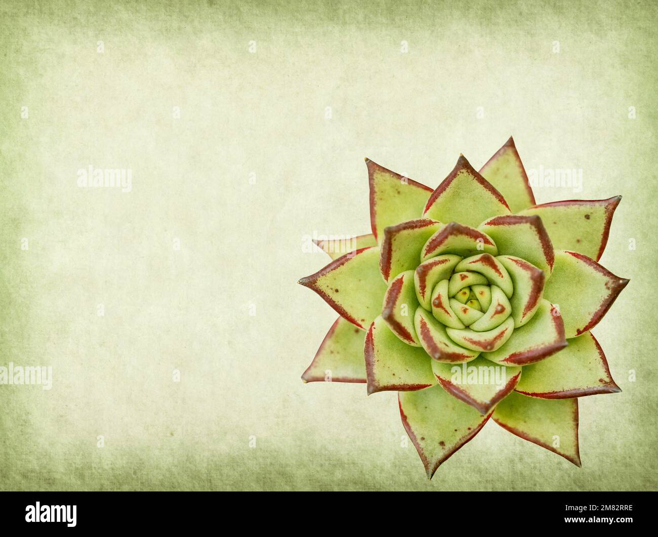 textured old paper background with succulents Stock Photo