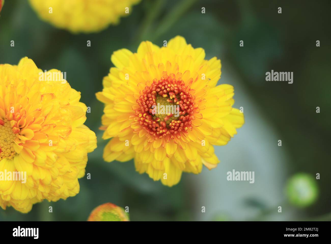 Korean chrysanthemum garden hi-res stock photography and images - Alamy