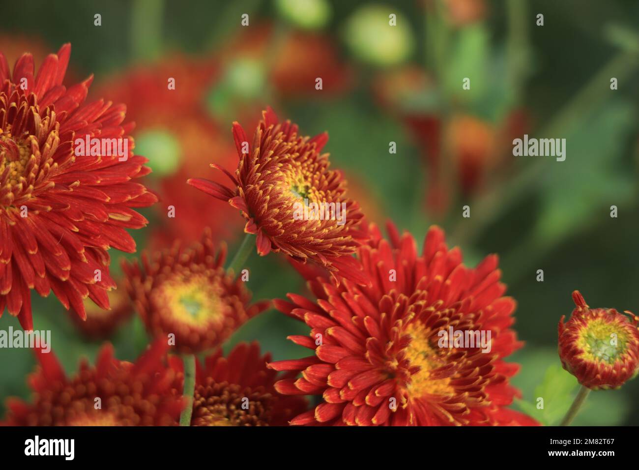 Photos of chrysanthemums hi-res stock photography and images - Alamy