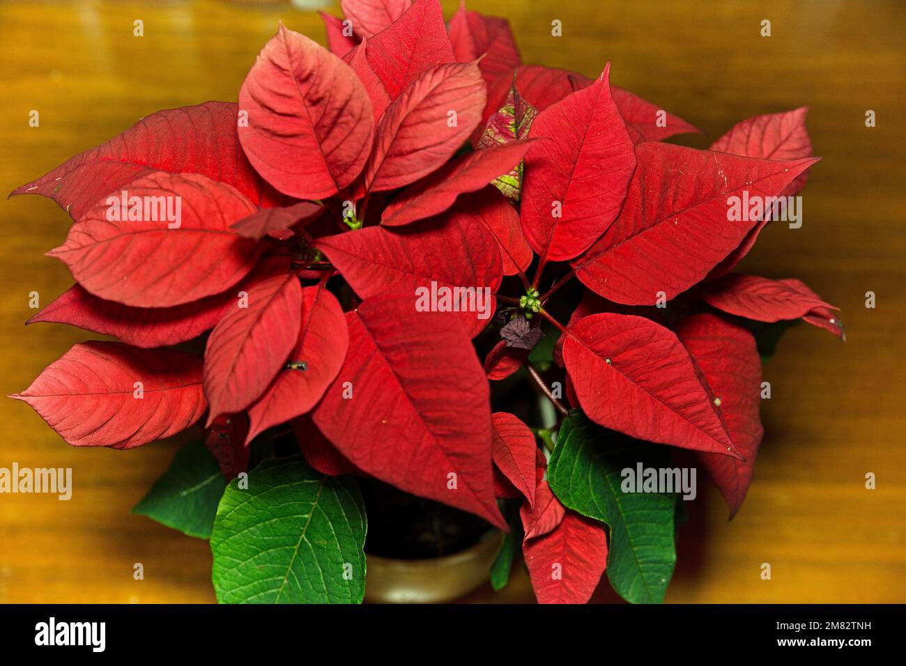 Rotblättiger Weihnachtsstern Stock Photo