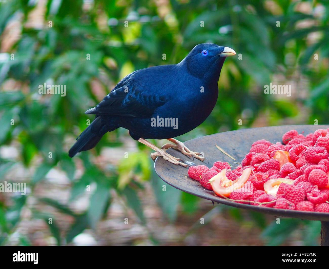 Spectacular majestic male Satin Bowerbird with radiant dark blue glossy plumage. Stock Photo