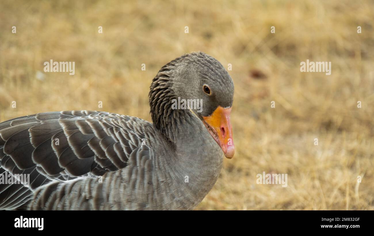 geese Bird portrait.Growing and breeding farm geese.Domestic poultry ...