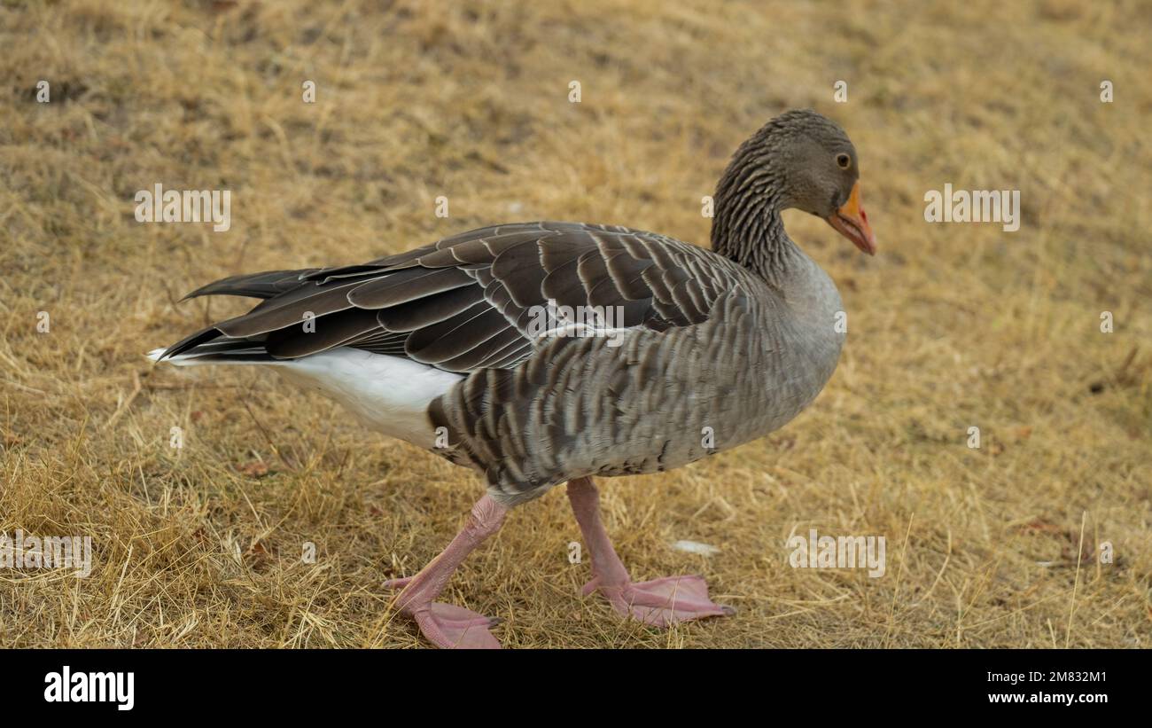 Bird geese.Growing and breeding farm geese. Domestic poultry.farm bird