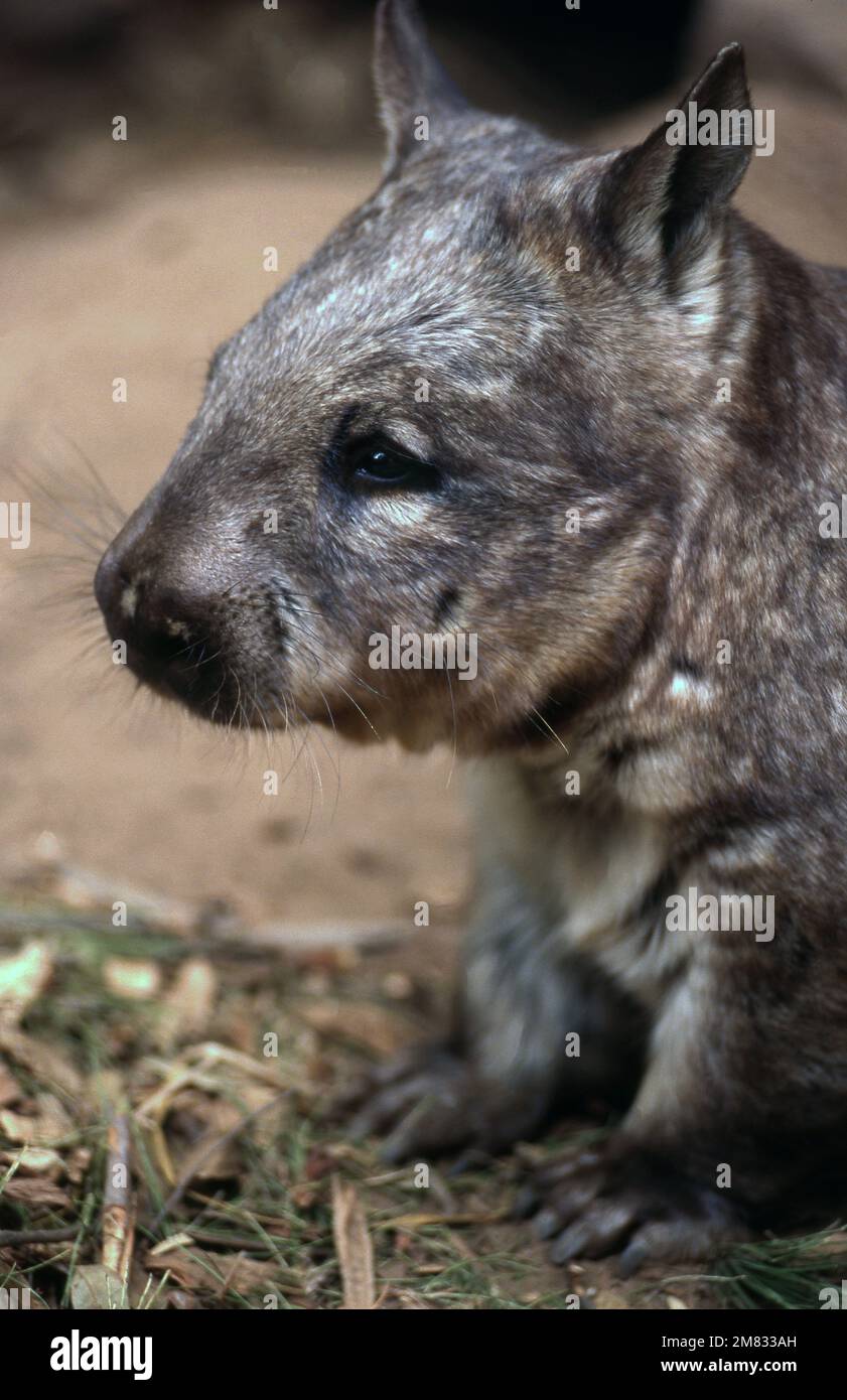 CLOSE-UP OF A HAIRY NOSED WOMBAT IN CAPTIVITY. Stock Photo
