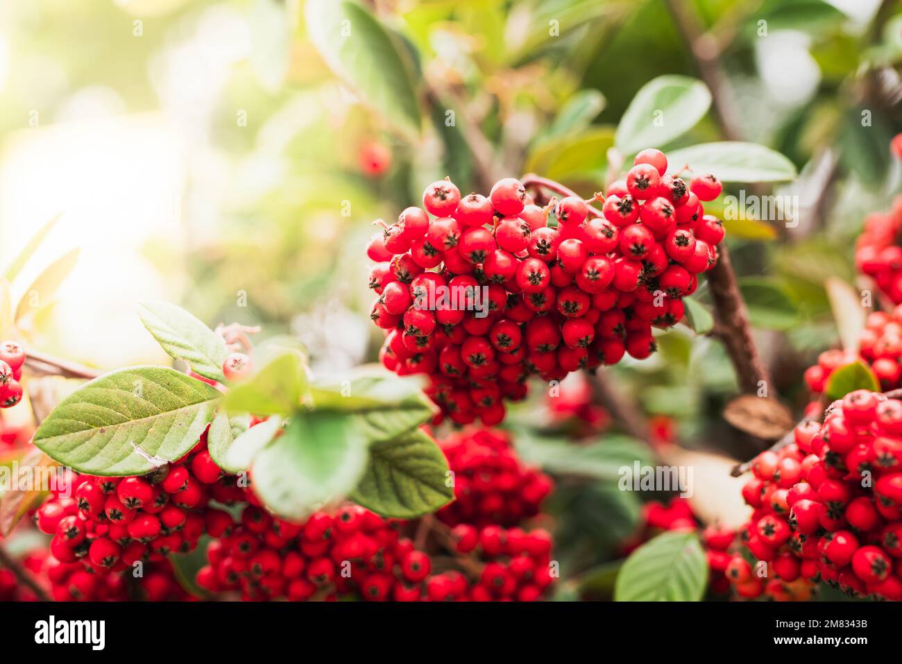 Cotoneaster berries close-up. Cotoneaster coriaceus ornamental plant with vibrant red berries and dark green foliage Stock Photo