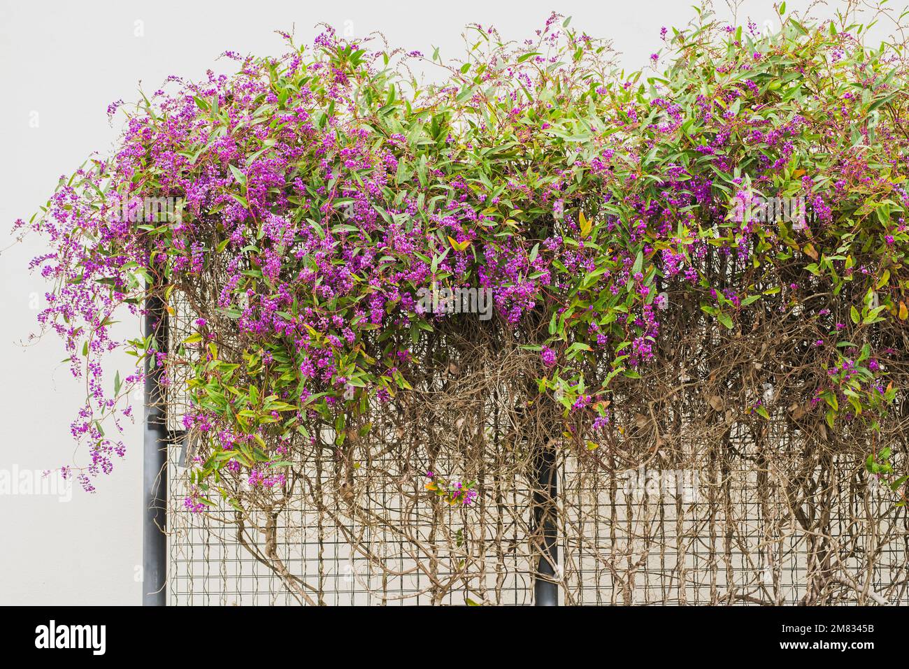 An evergreen plant with beautiful purple-magenta flowers in bloom close-up in the city park. Hardenbergia violacea, Happy Wanderer, blossom Stock Photo