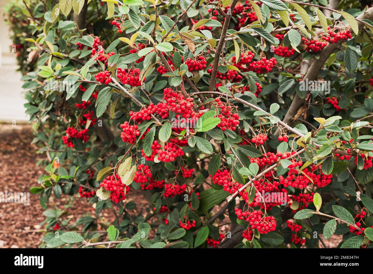 Cotoneaster coriaceus ornamental plant with vibrant red berries and dark green foliage close-up in city park Stock Photo