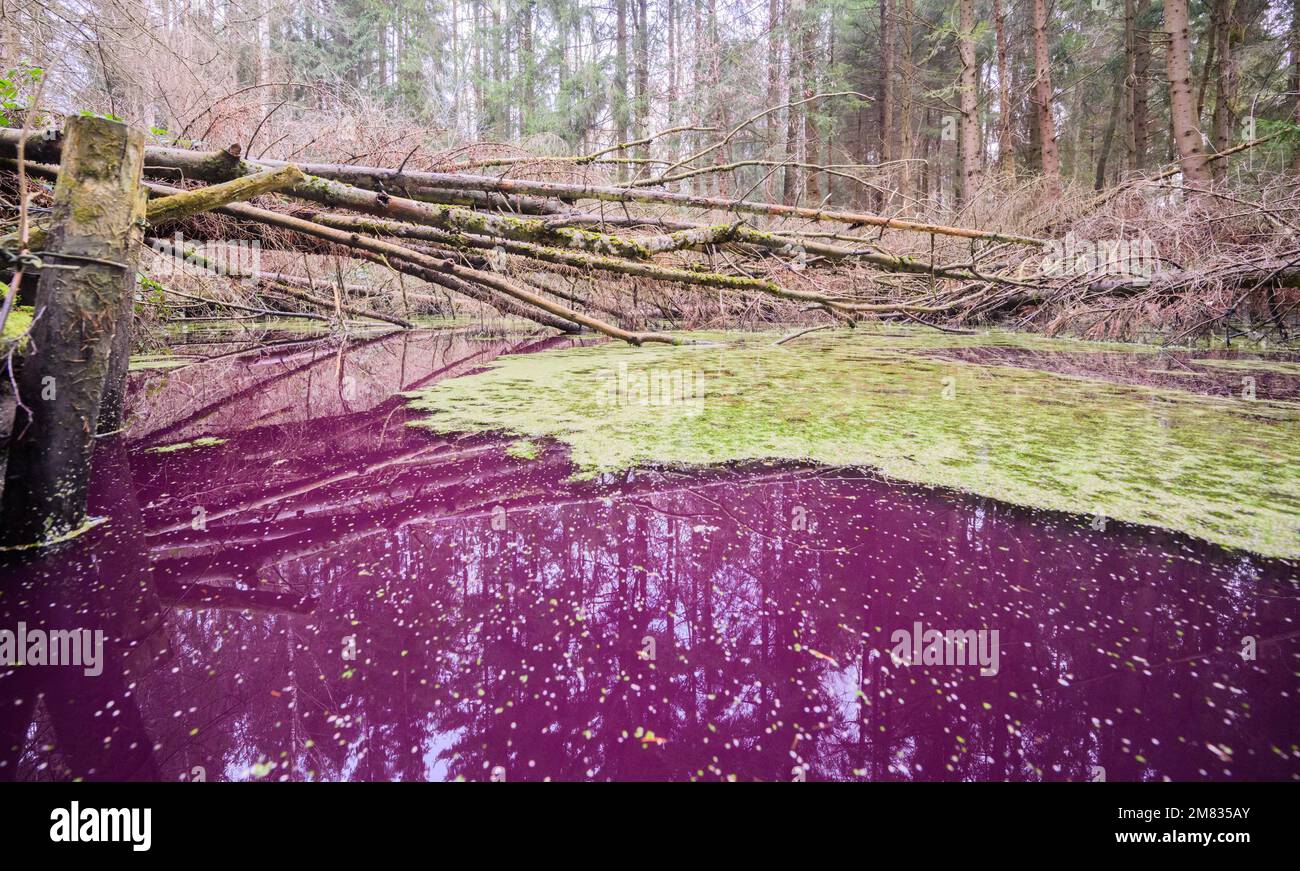 Sibbesse, Germany. 10th Jan, 2023. The water in a small pond in the Hildesheim Forest near Sibbesse shimmers purple. Experts from the Lower Saxony State Agency for Water Management, Coastal Protection and Nature Conservation (NLWKN) suspect that microorganisms are responsible for the discoloration. In the Hildesheim Forest, it is most likely purple bacteria that are discoloring the water. Credit: Julian Stratenschulte/dpa/Alamy Live News Stock Photo