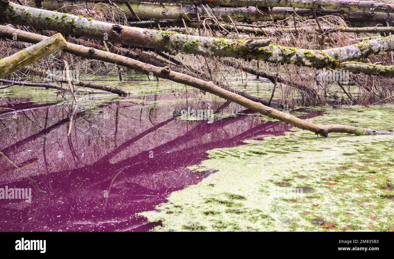 Sibbesse, Germany. 10th Jan, 2023. The water in a small pond in the Hildesheim Forest near Sibbesse shimmers purple. Experts from the Lower Saxony State Agency for Water Management, Coastal Protection and Nature Conservation (NLWKN) suspect that microorganisms are responsible for the discoloration. In the Hildesheim Forest, it is most likely purple bacteria that are discoloring the water. Credit: Julian Stratenschulte/dpa/Alamy Live News Stock Photo