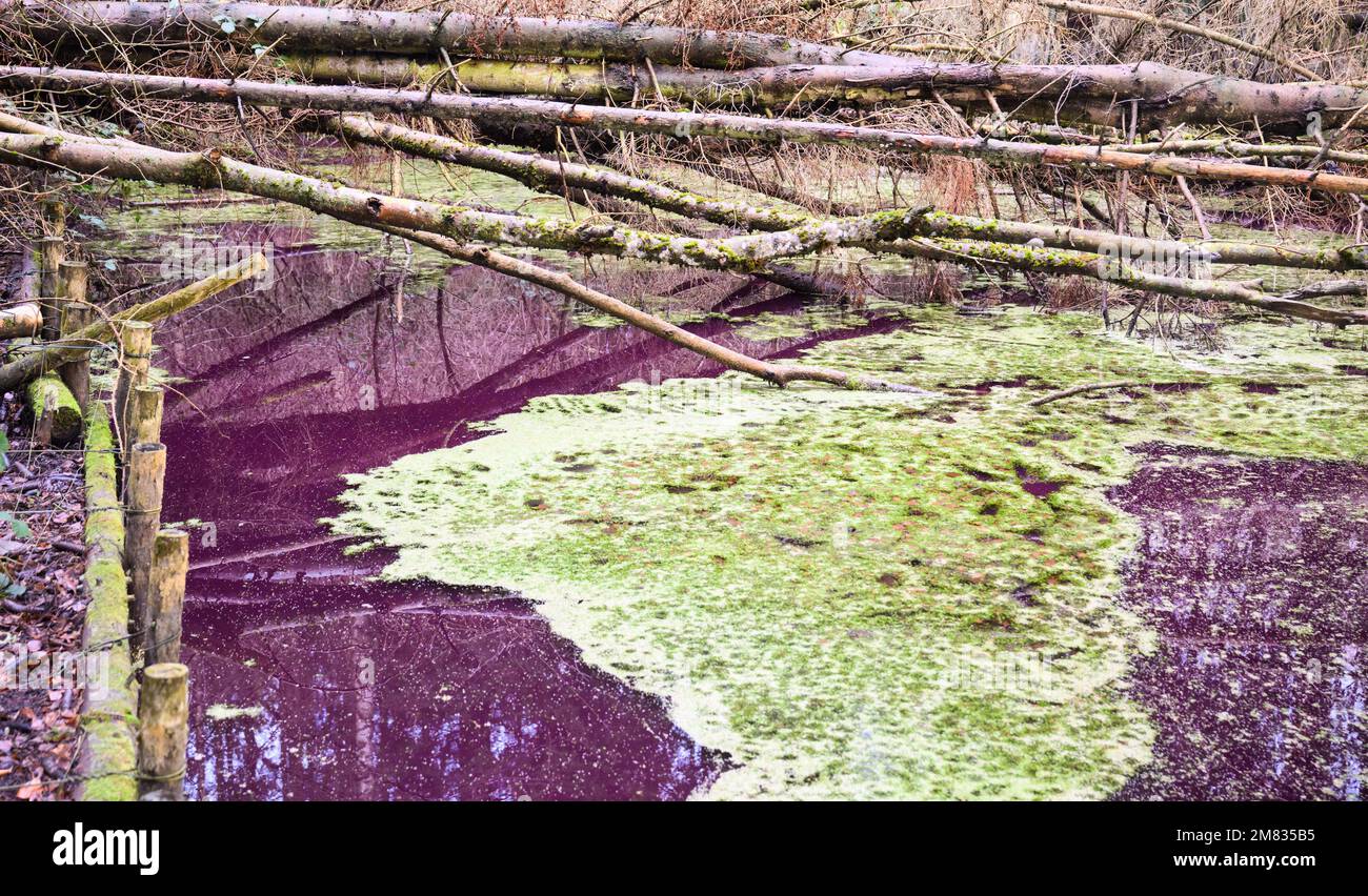 Sibbesse, Germany. 10th Jan, 2023. The water in a small pond in the Hildesheim Forest near Sibbesse shimmers purple. Experts from the Lower Saxony State Agency for Water Management, Coastal Protection and Nature Conservation (NLWKN) suspect that microorganisms are responsible for the discoloration. In the Hildesheim Forest, it is most likely purple bacteria that are discoloring the water. Credit: Julian Stratenschulte/dpa/Alamy Live News Stock Photo