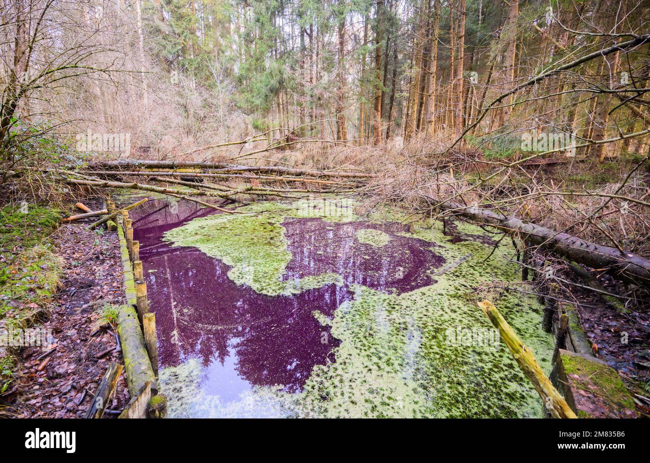 Sibbesse, Germany. 11th Jan, 2023. The water in a small pond in the Hildesheim Forest near Sibbesse shimmers purple. Experts from the Lower Saxony State Agency for Water Management, Coastal Protection and Nature Conservation (NLWKN) suspect that microorganisms are responsible for the discoloration. In the Hildesheim Forest, it is most likely purple bacteria that are discoloring the water. Credit: Julian Stratenschulte/dpa/Alamy Live News Stock Photo