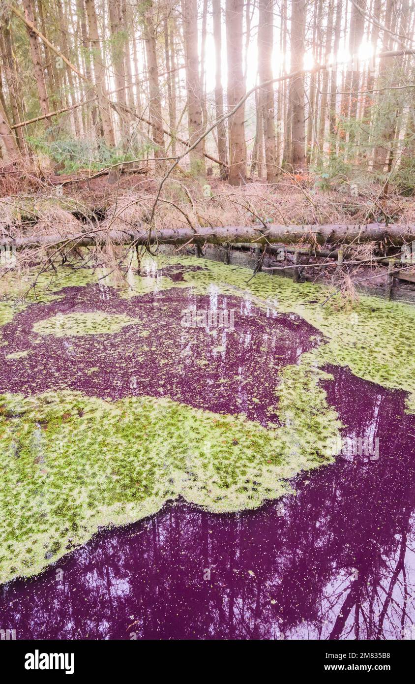 Sibbesse, Germany. 10th Jan, 2023. The water in a small pond in the