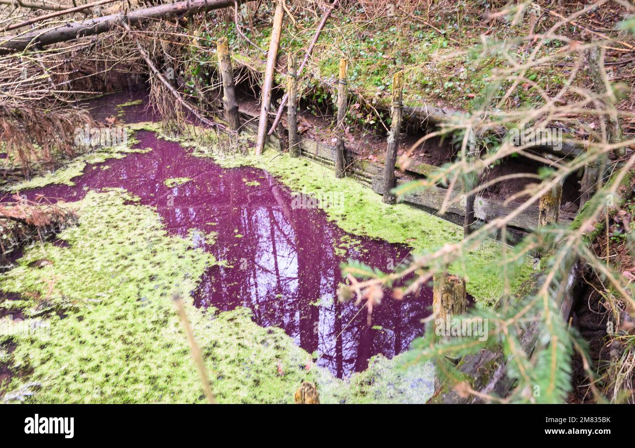 Sibbesse, Germany. 10th Jan, 2023. The water in a small pond in the