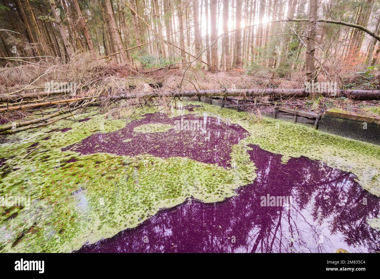 Sibbesse, Germany. 10th Jan, 2023. The water in a small pond in the Hildesheim Forest near Sibbesse shimmers purple. Experts from the Lower Saxony State Agency for Water Management, Coastal Protection and Nature Conservation (NLWKN) suspect that microorganisms are responsible for the discoloration. In the Hildesheim Forest, it is most likely purple bacteria that are discoloring the water. Credit: Julian Stratenschulte/dpa/Alamy Live News Stock Photo