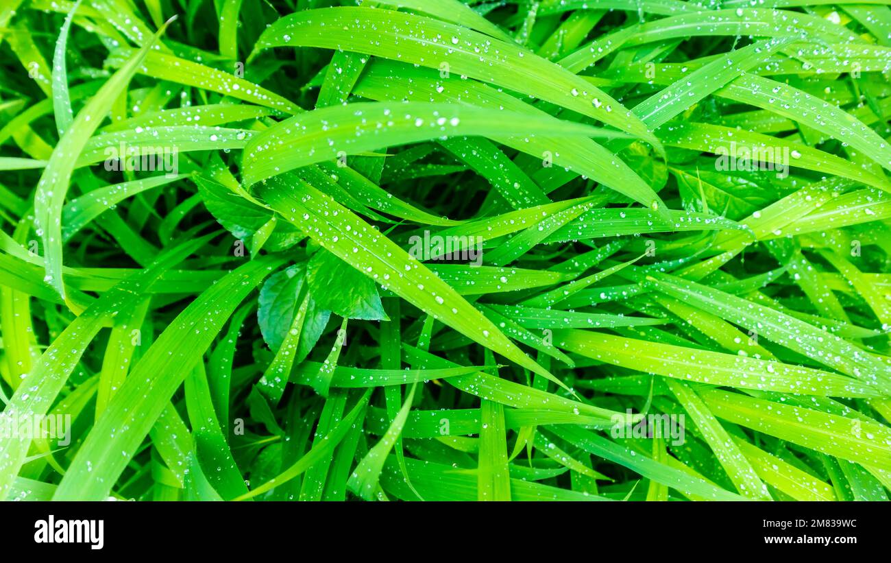 Amazing green leaves hi-res stock photography and images - Alamy