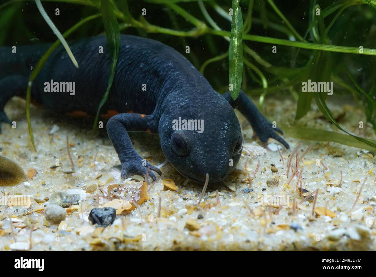 Closeup on an aquatic adult female Chinese fire-bellied newt, Cynops orientalis , underwater feeding on tubifex Stock Photo