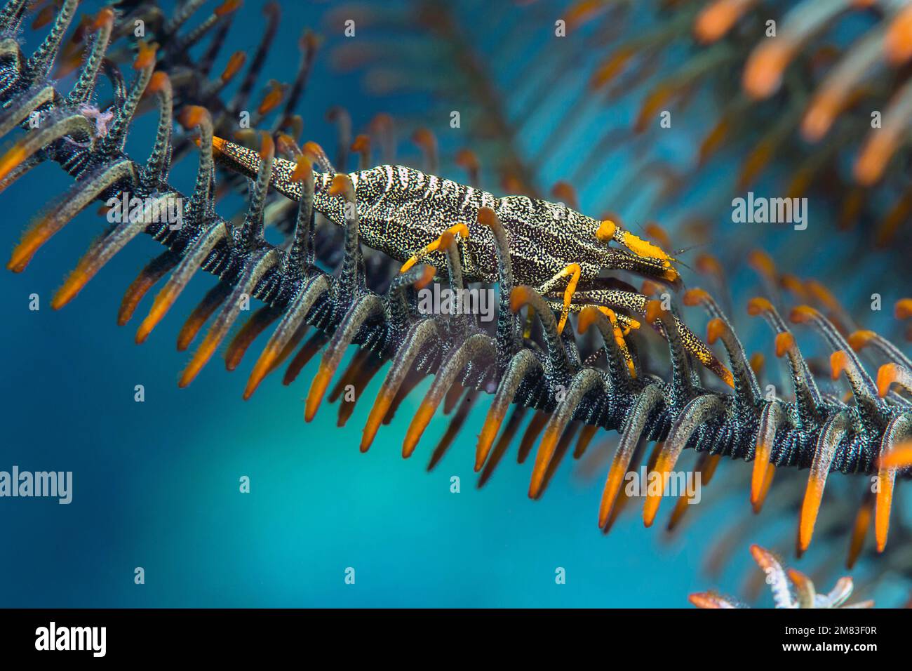 Amboinensis crinoid shrimp ( Periclimenes amboinensis ) on a feather star crinoid of Bali, Indonesia Stock Photo