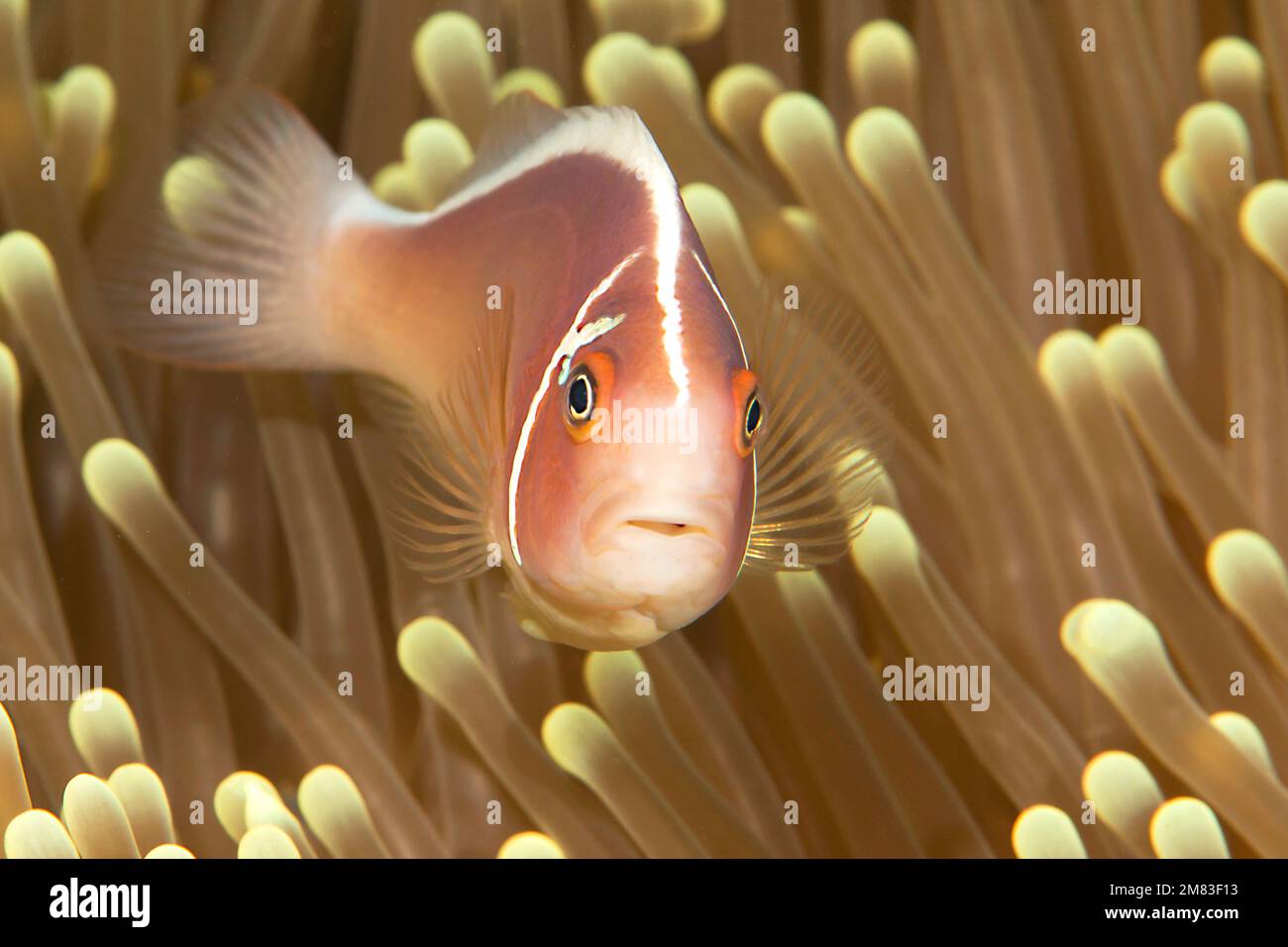 Amphiprion perideraion,  pink skunk clownfish among tentacles of Mertens Anemone (stichodactyla mertensii) in a symbiotic relation, Bali, Indonesia Stock Photo