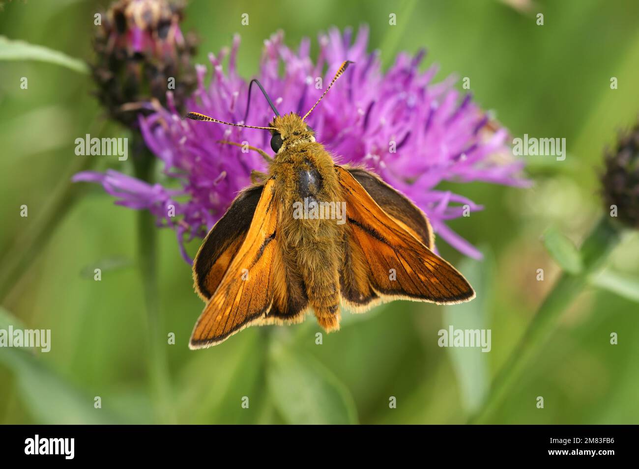 Natural closeup on a European Large skipper butterfly ,Ochlodes sylvanus Stock Photo