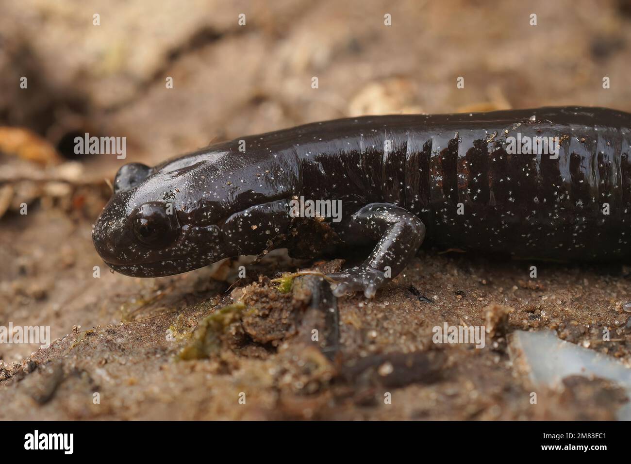 Detailed closeup on a dark and rare Japanese Ishizuchi endemic streamside salamander , Hynobius hirosei on the ground Stock Photo