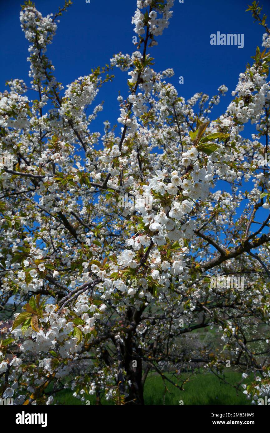 Kirschbäume in voller Blüte Stock Photo