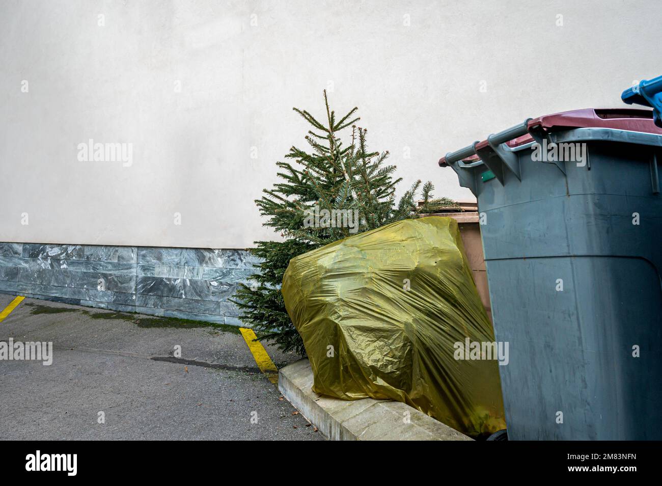 Abandoned Christmas trees in the street beside garbage bin after the