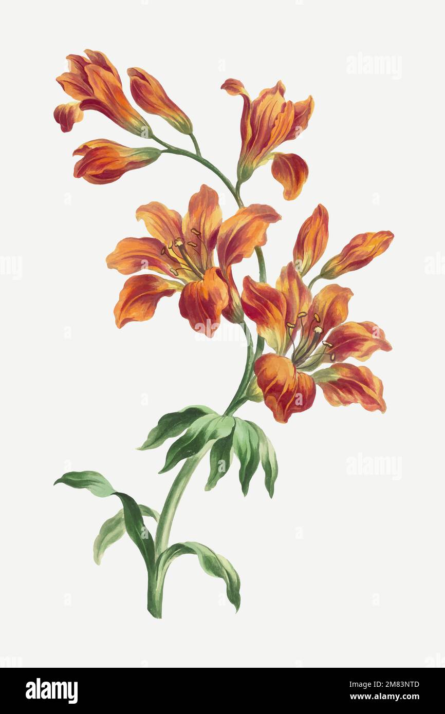 Orange lily vector vintage floral art print, remixed from artworks by John Edwards Stock Vector