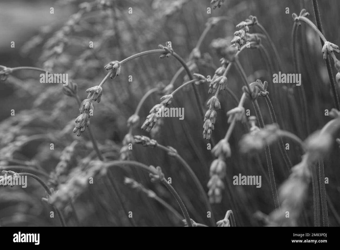 Lavanda's flowers. Grey color background. Lavandula bunch of flowers in bloom, field of flowers. Selective focus Stock Photo