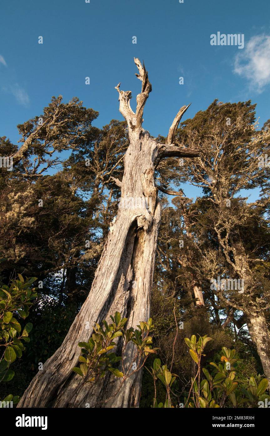 A tall creature like tree long dead lit by the sun in the native New