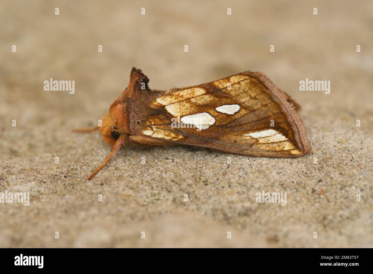 Closeup on the colorful Goldspot owlet moth, Plusia festucae, sitting on a stone Stock Photo